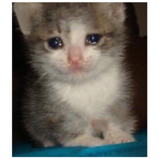 Sad Cats Only sticker 15