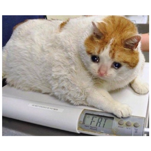 Sad Cats Only sticker 17