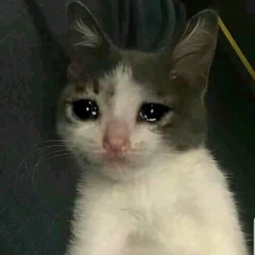 Sad Cats Only sticker 21