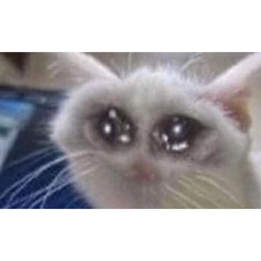 Sad Cats Only sticker 25