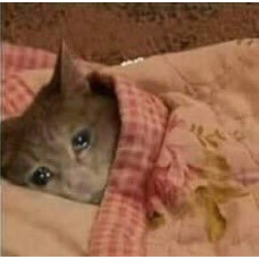 Sad Cats Only sticker 28