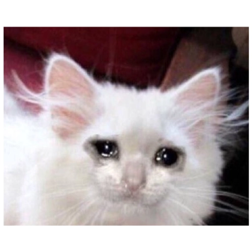 Sad Cats Only sticker 4