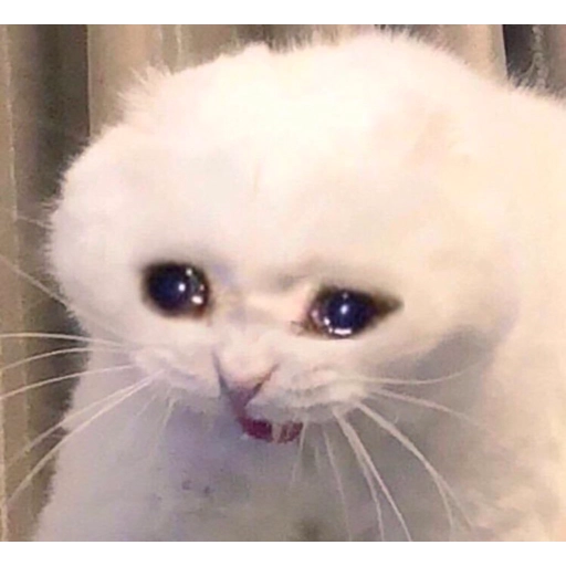 Sad Cats Only sticker 5